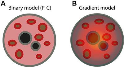 Radial Organization in the Mammalian Nucleus